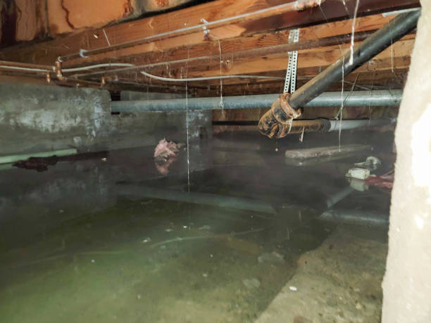 Best Water damage cleanup near me  in Aubrey, TX